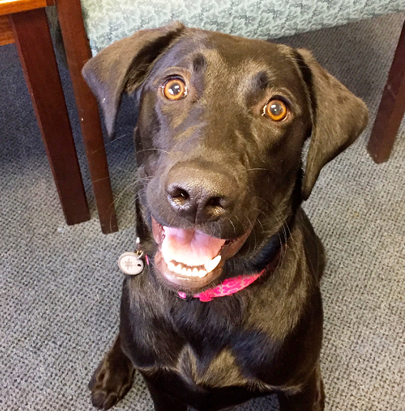 Raven the Health Center dog smiles for the camera. [Photo by Margie Lewis ‘19]