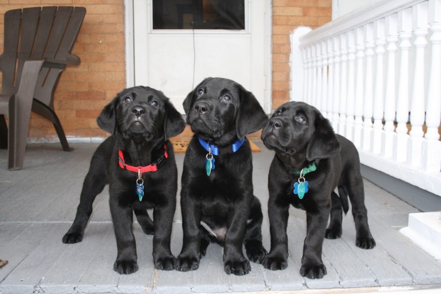 Dont stop retrieving: Dog House LLC receives puppies in training