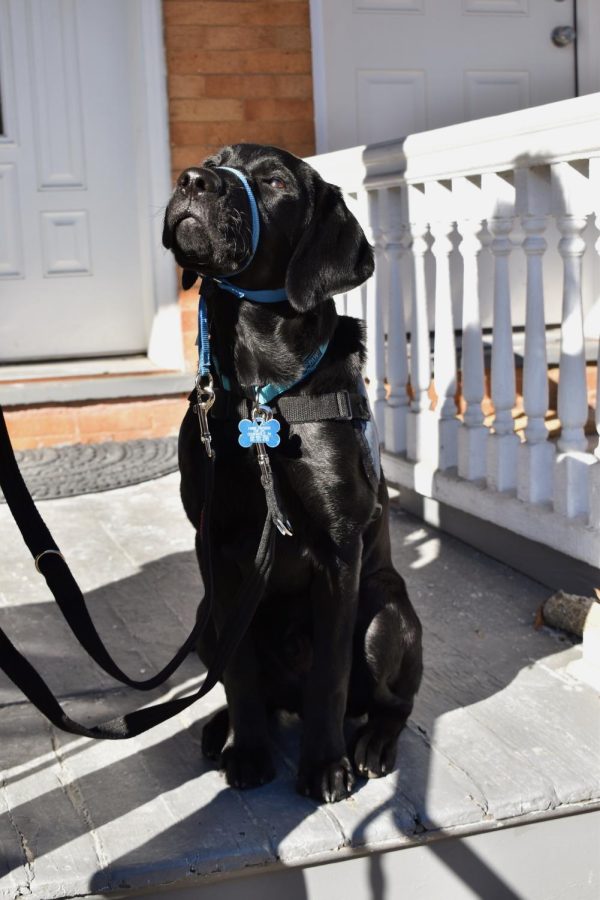 The Dog House welcomed two new roommates last Saturday: six-month old black Labrador retriever Hershey, and five and half-month old black Labrador and golden retriever mix Bando. (Photo by Emma Sylvester 25)