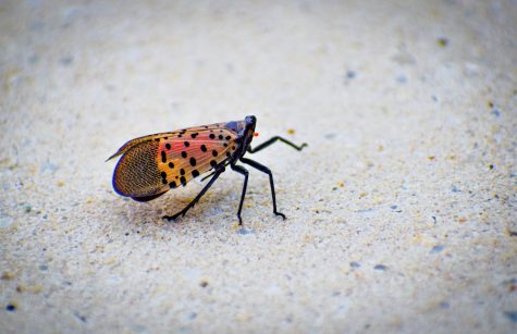 The spotted lanternfly is threatening crops up and down the East Coast.