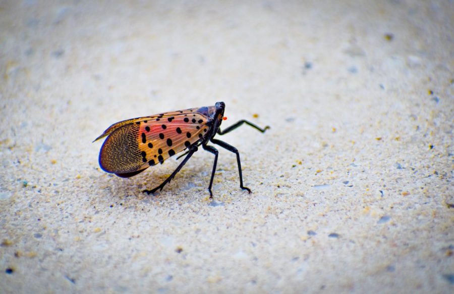 The+spotted+lanternfly+is+threatening+crops+up+and+down+the+East+Coast.