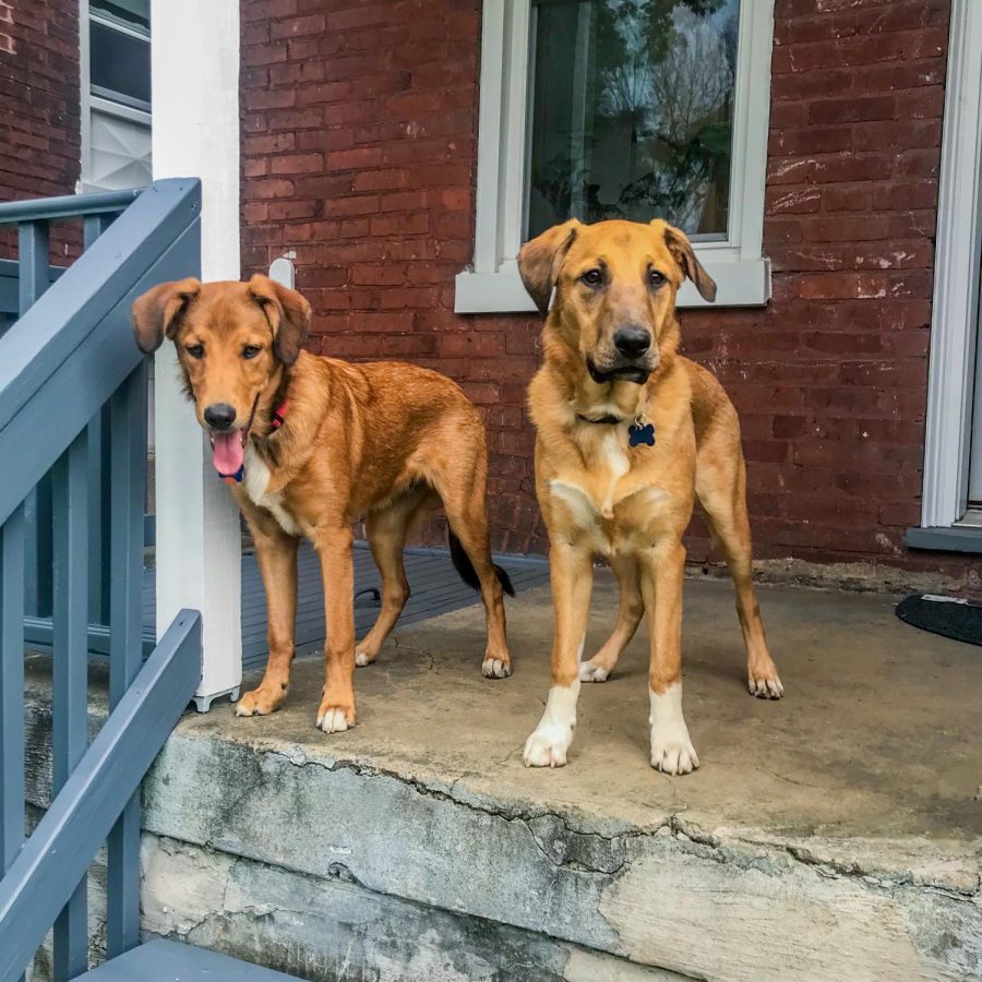 Kramer+and+Wiss+Fiss+are+brother+mutts.+They+are+the+first+dogs+adopted+from+a+shelter+to+join+the+program.+%28Photo+by+Caroline+Schaeffer+23%29
