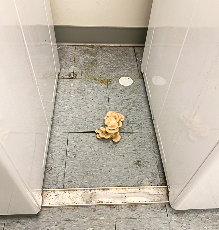 Mushrooms were found in the laundry room of March Hall.