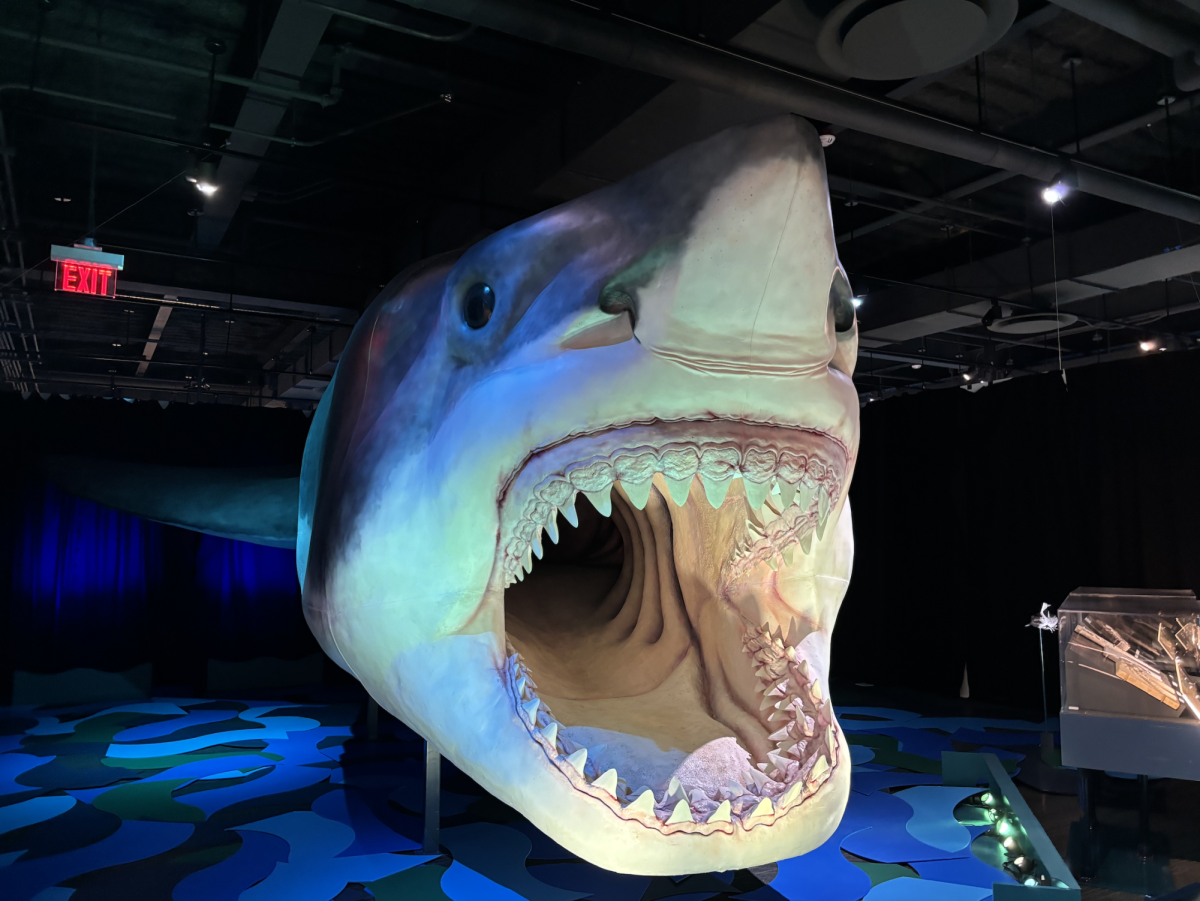 A large shark smiles, or perhaps bares its teeth, at guests who dare venture into the exhibit at the Da Vinci Science Center.