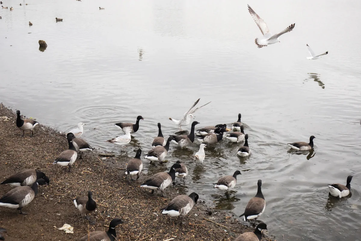 As of Monday, 70 human cases of the bird flu have been recorded in the United States. (Photo courtesy of The New York Times)