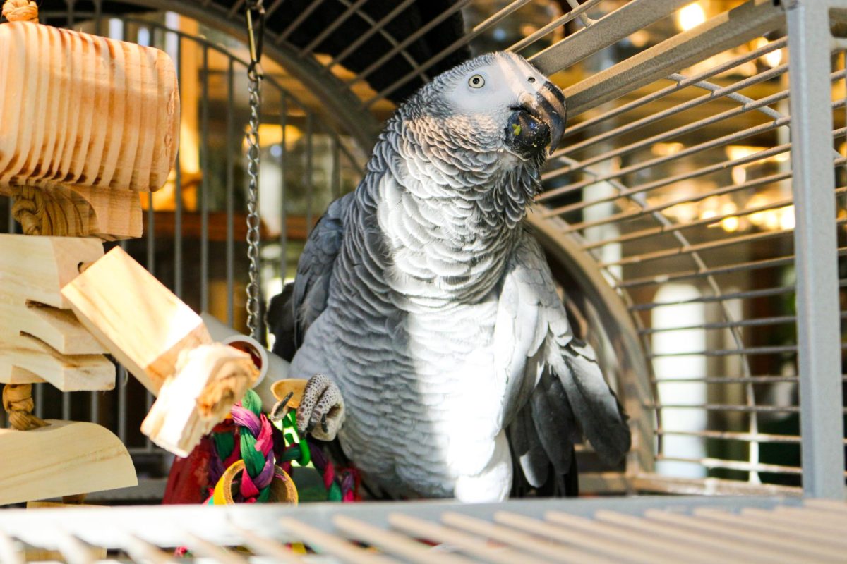 Cleo currently stays in her cage most hours to minimize the stress of transporting her in and out of the enclosure, according to ThreeBirds Coffee House owner Joseph Langdon.