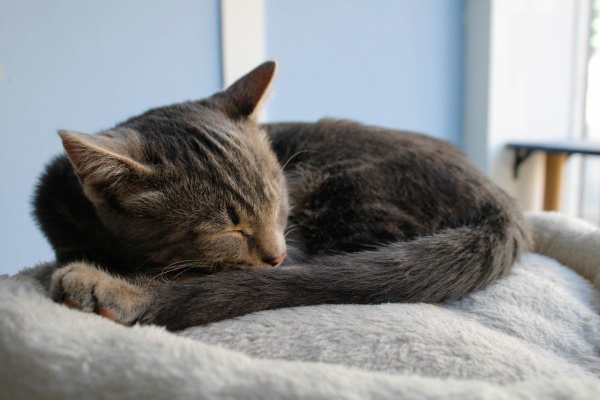 Cat_2