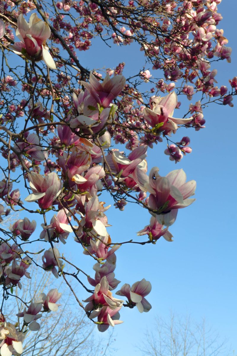 The petals of a magnolia blossom — like those outside Kirby House — have a ginger and cardamom-like taste.